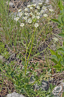 Hladnikia pastinacifolia