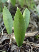 Ophioglossum californica