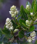 Ceanothus thyrsiflorus