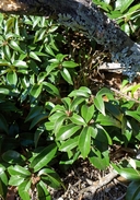 Chrysolepis chrysophylla var. minor