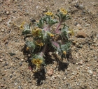 Loeseliastrum matthewsii