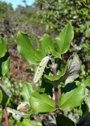 Garrya elliptica