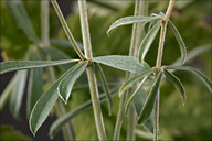 Dorycnium pentaphyllum ssp. germanicum