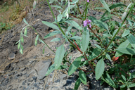 Photo of Clarkia mosquinii