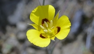 Callahan's Mariposa Lily (yellow Form)