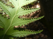 Microlepia platyphylla