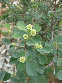 Euphorbia californica