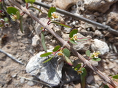 Euphorbia magdalenae