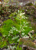 Photo of Erythranthe filicifolia