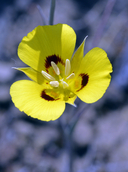 Calochortus syntrophus var. yahiensis