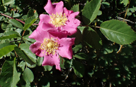 Cluster Rose