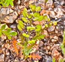 Lepidium lasiocarpum