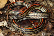 Eight-lined Kukri Snake