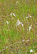 Caladenia longicauda ssp. eminens