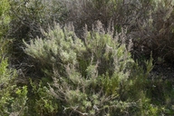 Artemisia californica
