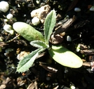 Echinops ritro ssp. ruthenicus