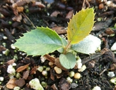 Photinia arbutifolia