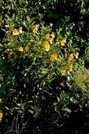 Mimulus aurantiacus