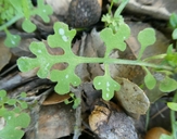 Nemophila heterophylla