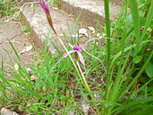 Caladenia gardneri