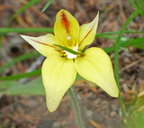 Caladenia flava ssp. sylvestris
