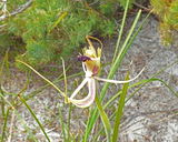 Caladenia attingens ssp. attingens