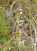 Lyperanthus serratus