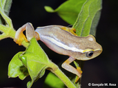 Heterixalus luteostriatus