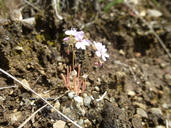 Calytonia gypsophiloides