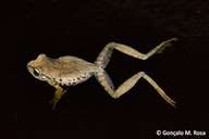 Boophis obscurus