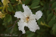 Bauhinia petersiana ssp. macrantha