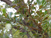 Banksia falcata