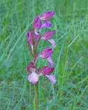 Orchis papilionacea ssp. papilionacea