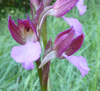 Orchis papilionacea ssp. papilionacea