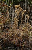 Carduus pycnocephalus ssp. pycnocephalus