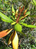Rhodendron macrophyllum