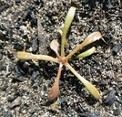 Claytonia rubra ssp. depressa