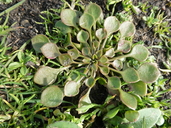 Claytonia rubra ssp. depressa