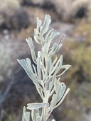 Artemisia tridentata ssp. parishii