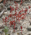 sand pygmy weed