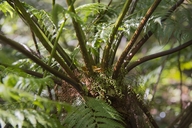 Cyathea capensis
