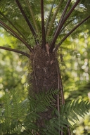 Cyathea capensis