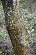 Diospyros dichrophylla