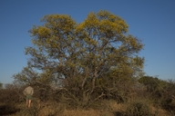 Peltophorum africanum