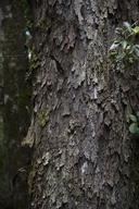 Podocarpus falcatus