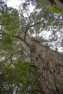 Oteniqua Yellowwood