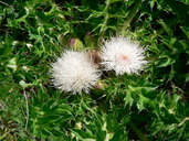 Cirsium scariosum var. americanum