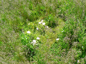 Cirsium scariosum var. americanum