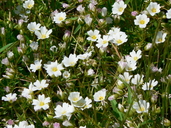 Limnanthes alba ssp. parishii