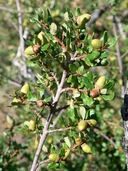 Quercus dumosus